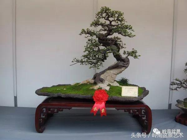 精品盆景雀梅杜鹃罗汉松,最美的100盆雀梅盆景建议收藏