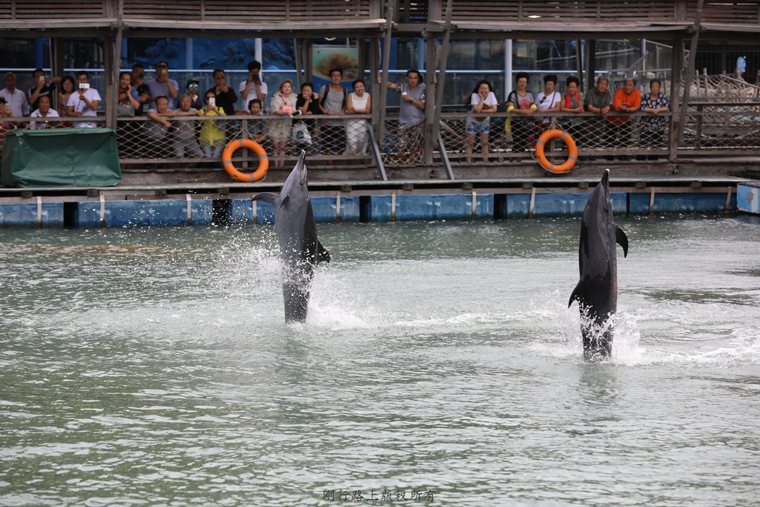 名古屋港水族馆海豚表演,水族馆海豚表演秀有人掉下去了