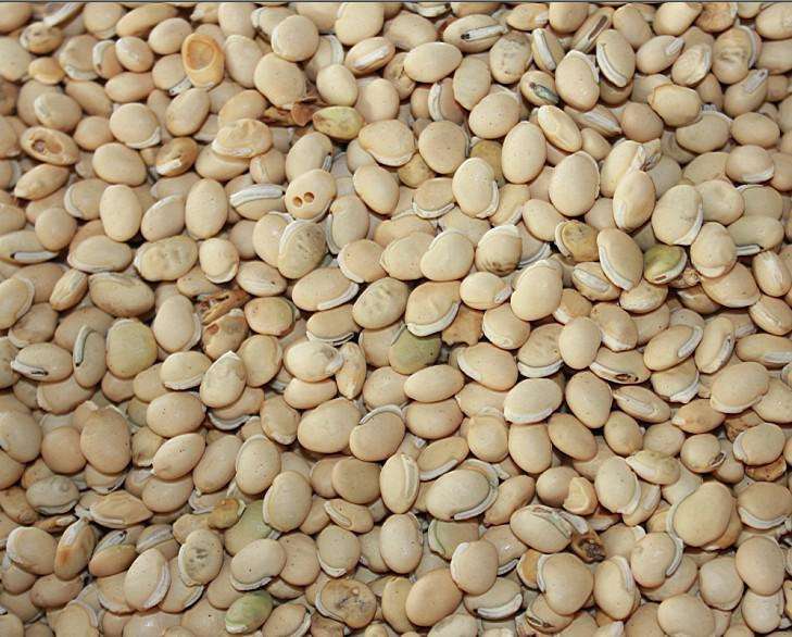 脾胃湿热能喝生姜陈皮白扁豆,白扁豆配伍治疗脾胃湿热