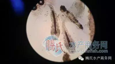 齐同俊医生年度总结,渔医齐同俊简介