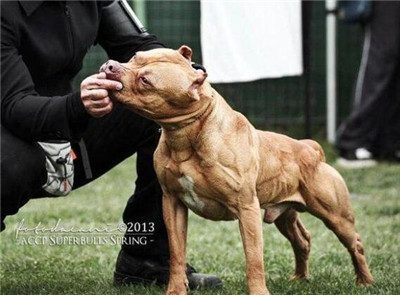 恶霸犬和比特犬有什么区别,恶霸犬和比特犬哪个更厉害