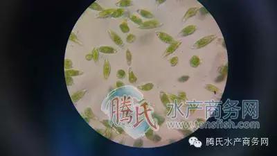 齐同俊医生年度总结,渔医齐同俊简介