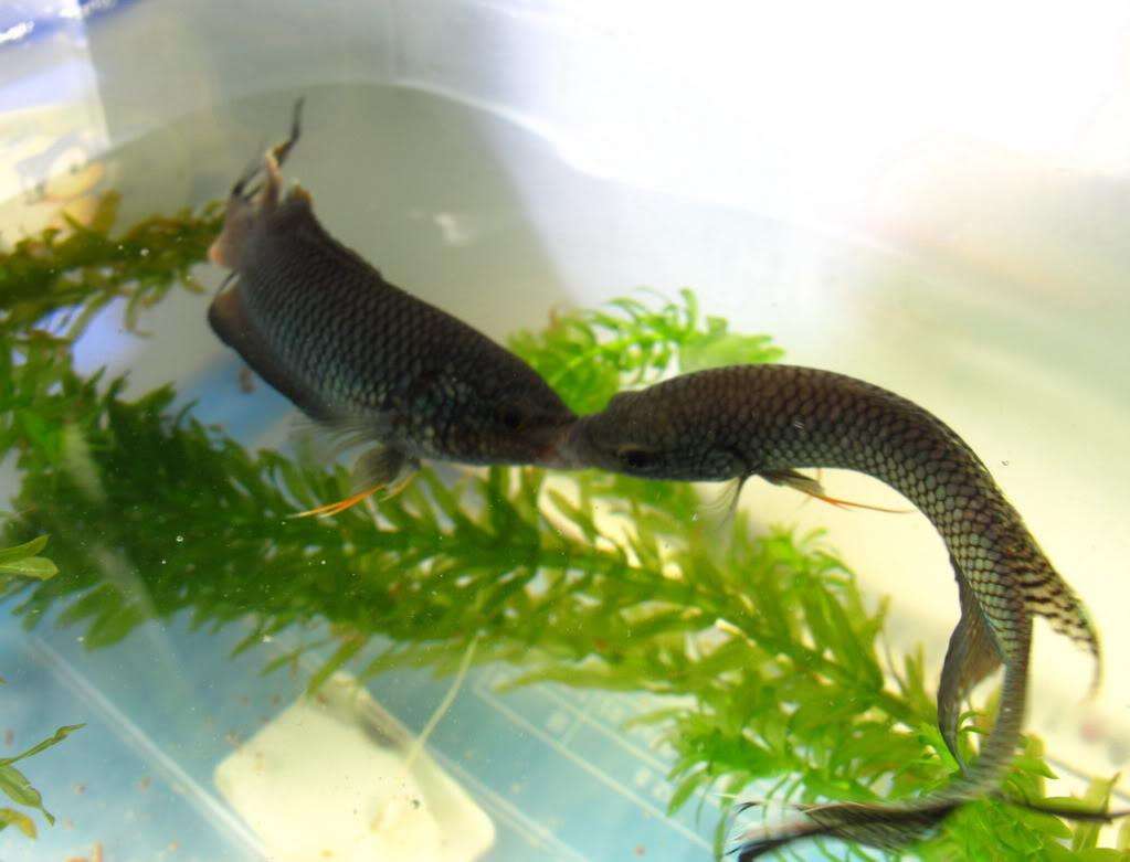 小时候抓的鱼叫什么鱼,小时候抓来养的鱼