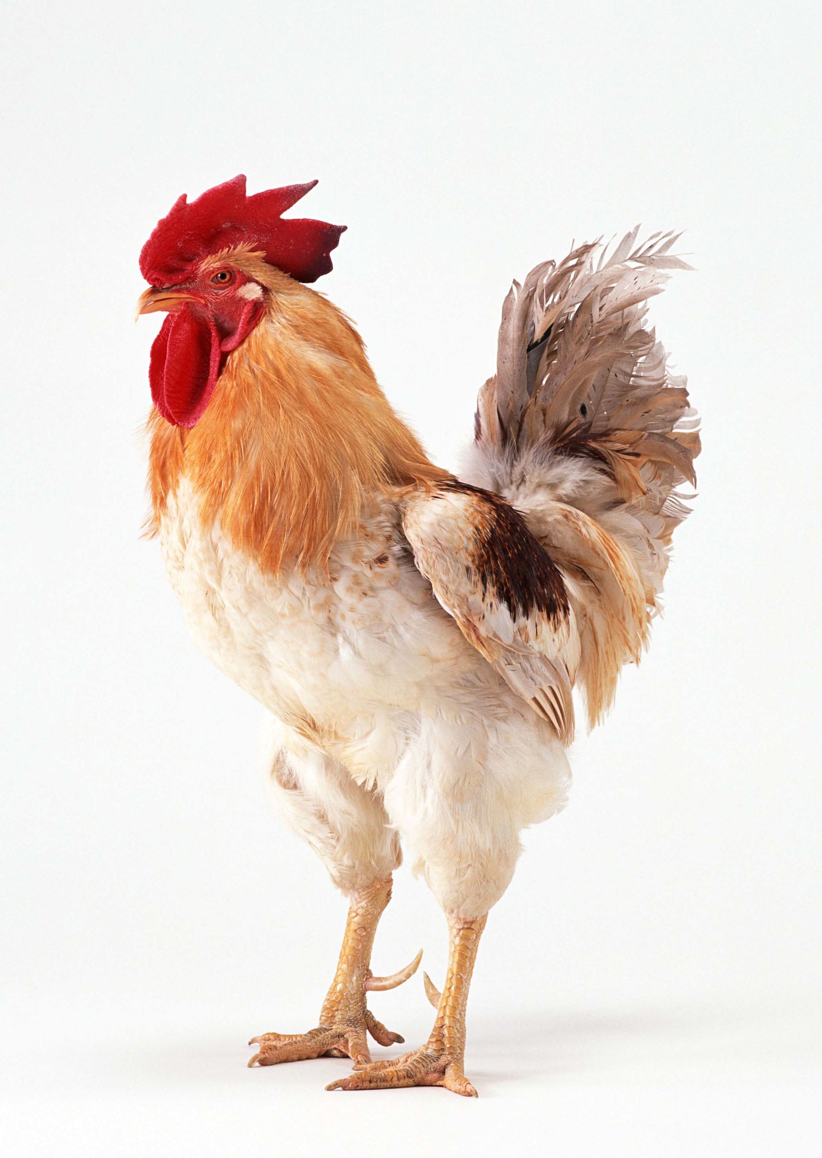 十二生肖各缺一个器官图解,十二生肖各缺一样东西