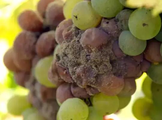 甜汤必备知识,甜葡萄酒知识大全