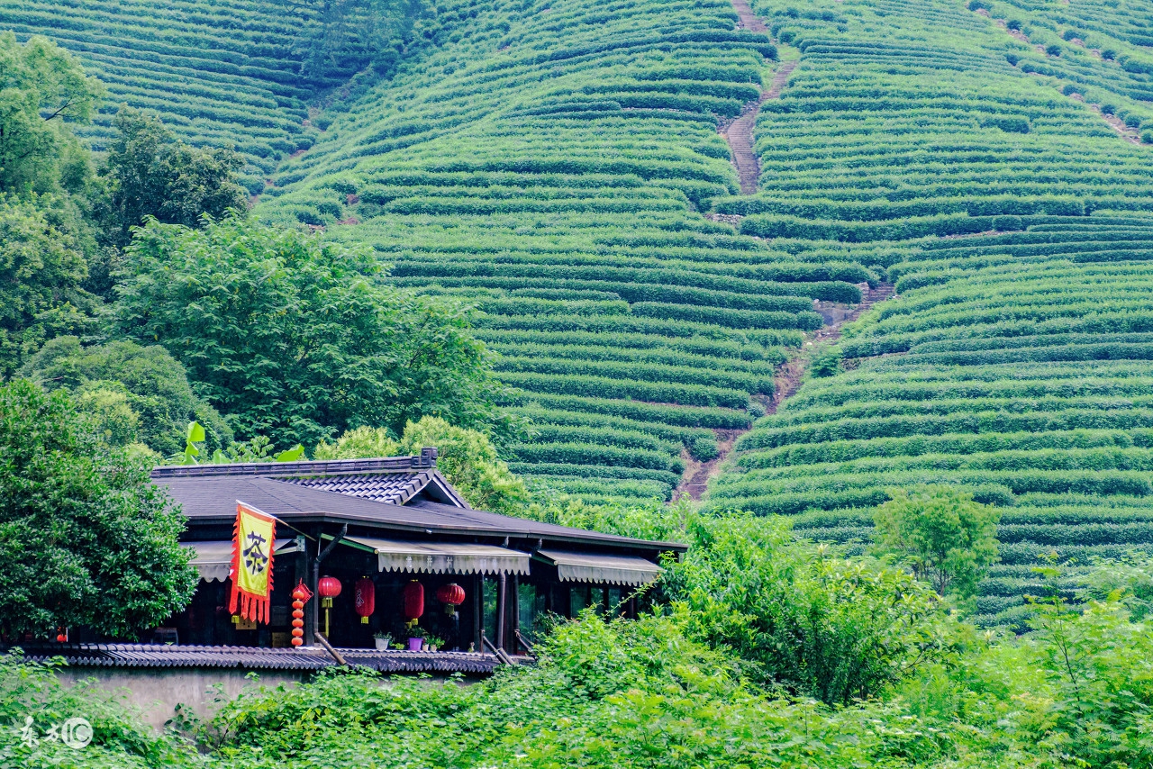 中国十大名茶西湖龙井明前茶,浙江名茶西湖龙井属于哪个茶
