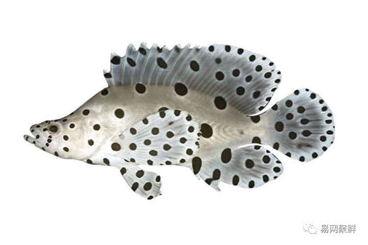 海产市场常见鱼有哪些品种,中国市场常见的进口鱼有哪些