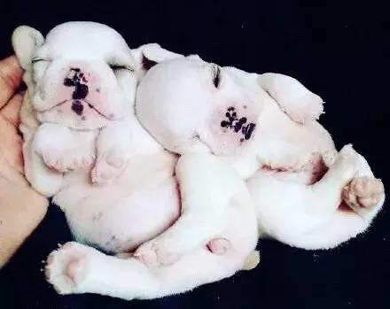 法斗前爪肉垫一碰就抖,法斗日常护理