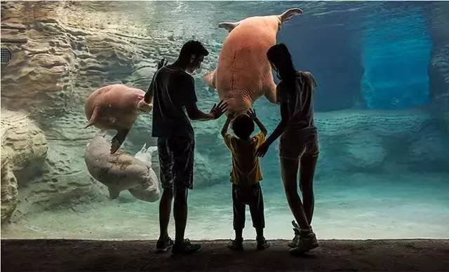 珠海长隆第四届中国国际马戏节,珠海长隆国际马戏节多少钱