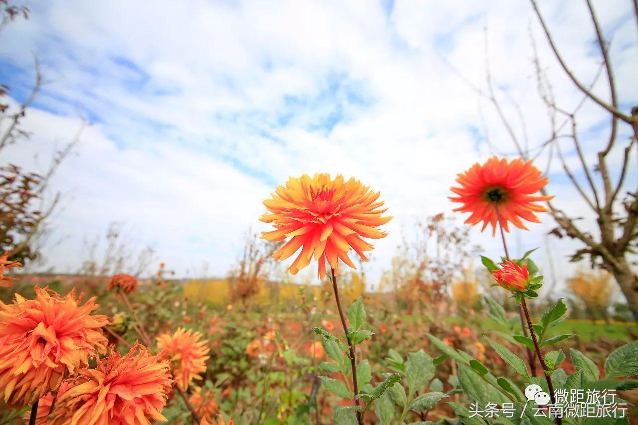 春节免费开放弥勒太平湖森林公园,弥勒太平湖森林公园6月去有花吗