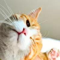 猫的耳朵时冷时热,猫的耳朵热和凉