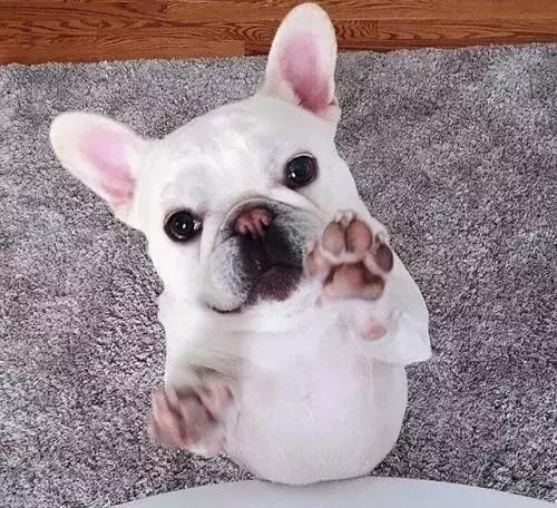 法斗前爪肉垫一碰就抖,法斗日常护理