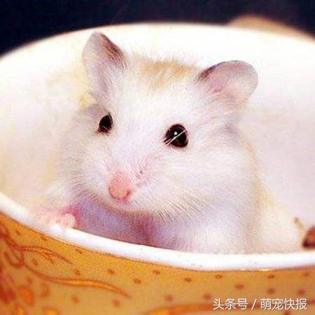 个头小小，敌意很强，喜欢挑战养一只吧……