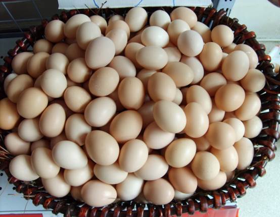 高产蛋鹅都吃什么,高产蛋鸭