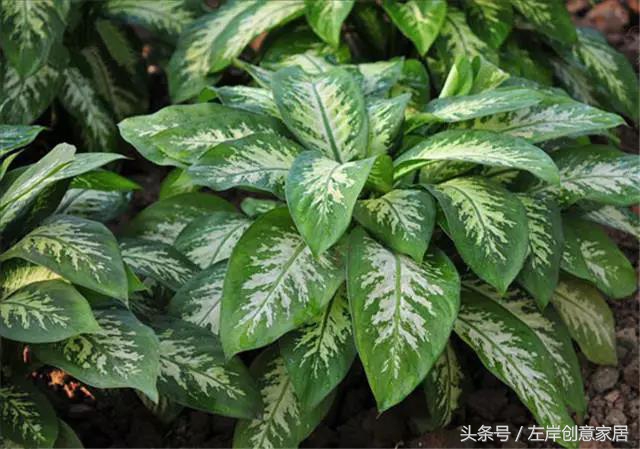 100种室内植物大全,户外小景观植物大全
