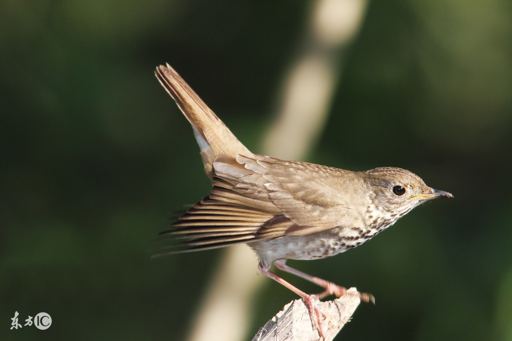 儿童口疮偏方大全,教你小儿口疮速效治愈良方