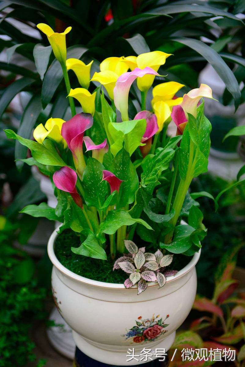 马蹄莲养殖方法冬天怎么养,马蹄莲很难养