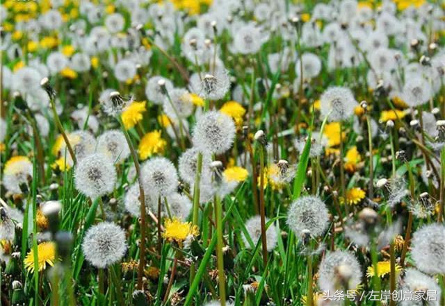 100种室内植物大全,户外小景观植物大全