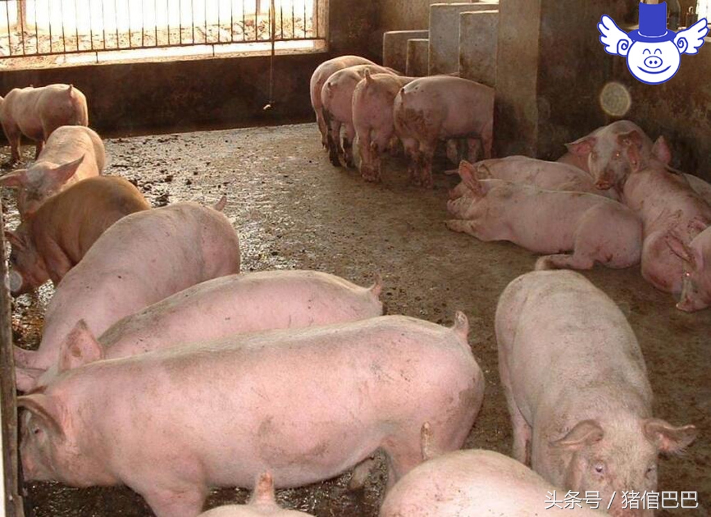 养殖场污染原因,养殖场污染环境怎么处理