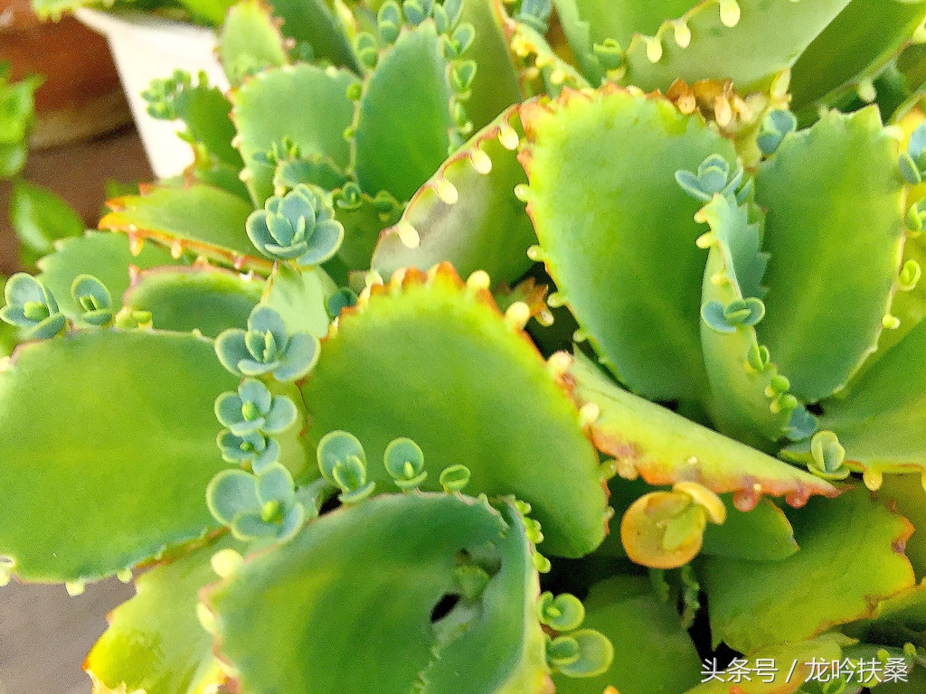 为什么这个国家的人如此喜欢送这种植物给孕妇？