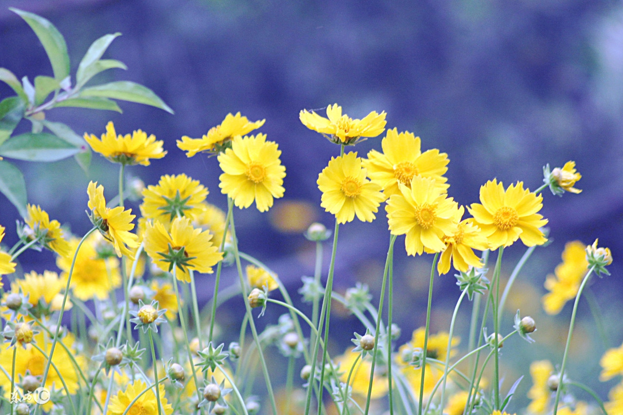 家里供奉的神像是怎么摆放的,家里神像怎么放