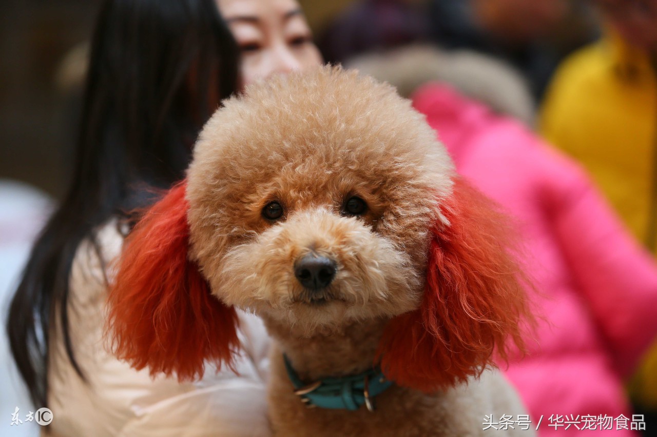 宠物狗狗拉稀用什么药,狗狗幼犬拉稀又带成形屎怎么回事