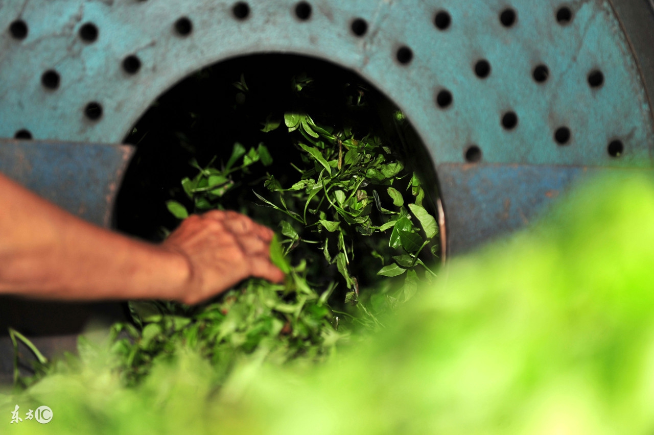 绿茶的杀青和干燥方法有什么不同,手工绿茶杀青怎样保留茶香