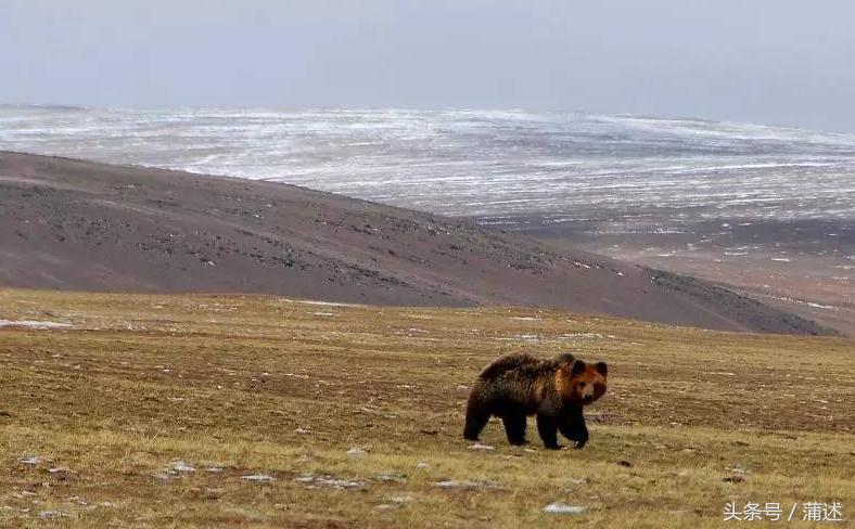 一个人的羌塘,一个人的羌塘无人区