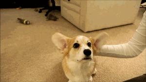 你是如何对待狗的,如果你打你家自己的狗会怎么样