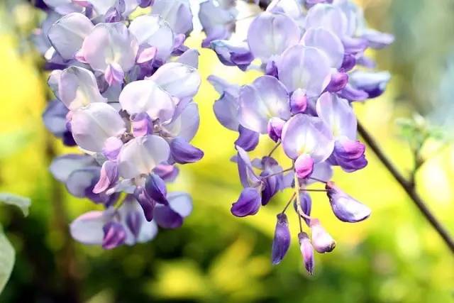 开春挖野菜教你轻松识别18种野菜,您知道春季最养肝护肝的野菜吗