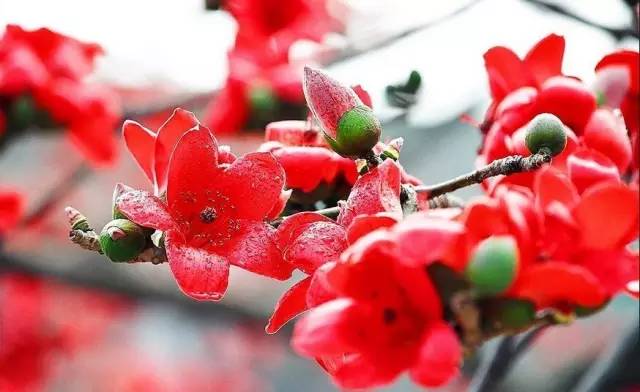 开春挖野菜教你轻松识别18种野菜,您知道春季最养肝护肝的野菜吗