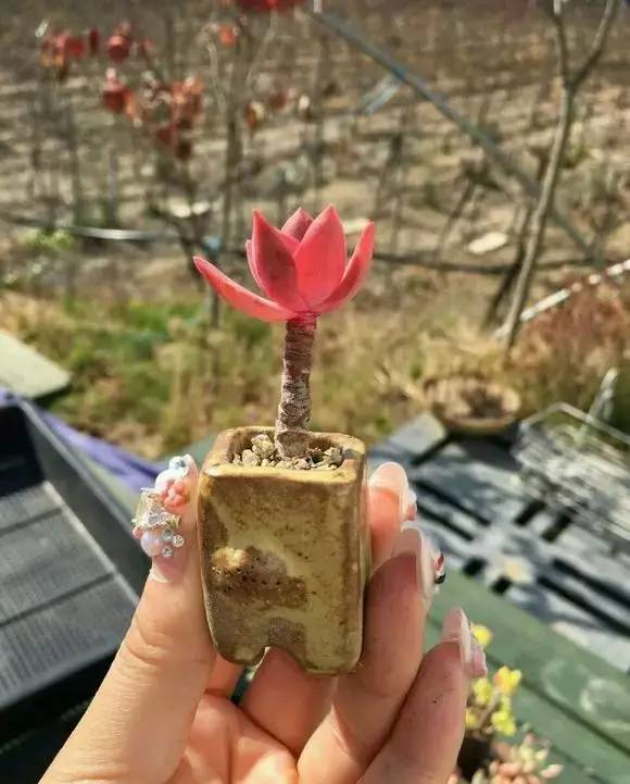 拇指盆栽欣赏,拇指小盆栽