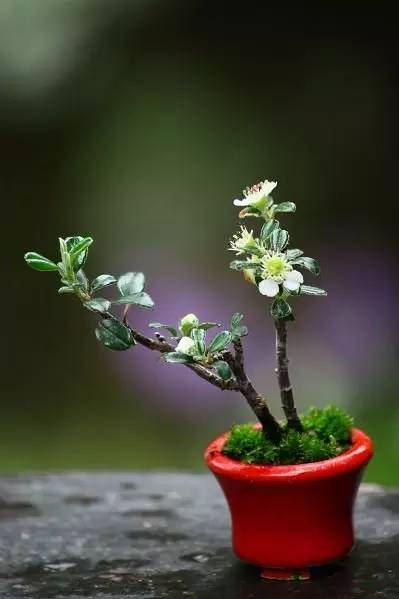 拇指盆栽欣赏,拇指小盆栽