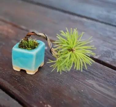 拇指盆栽欣赏,拇指小盆栽