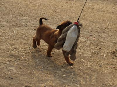 怎样训练有素的马犬幼犬，霸气爆红马犬哪里有