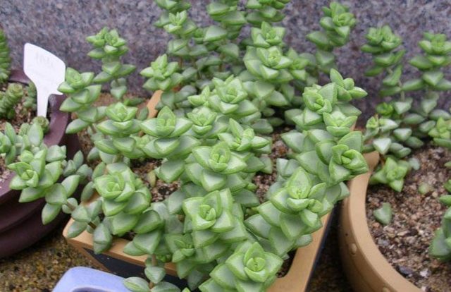 农村最赚钱种植的项目有哪些,广西农村种植什么赚钱不愁销路