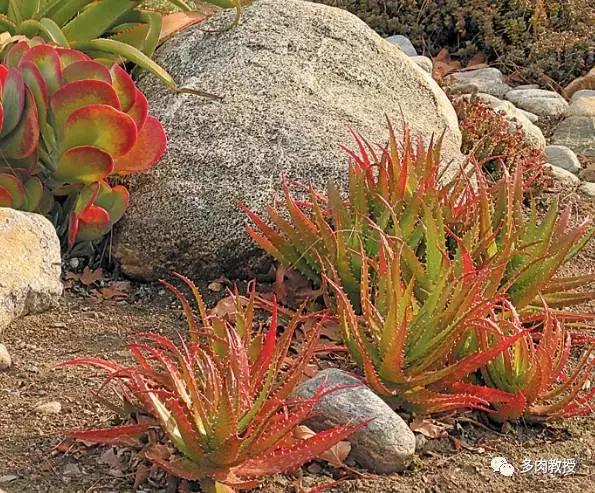 大连多肉在野外的生长环境,常见的一些多肉品种