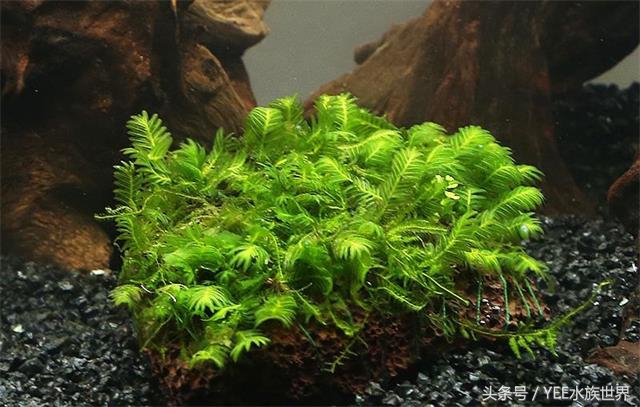 水草长不好什么原因,水草长得不好还长绿藻是怎么回事