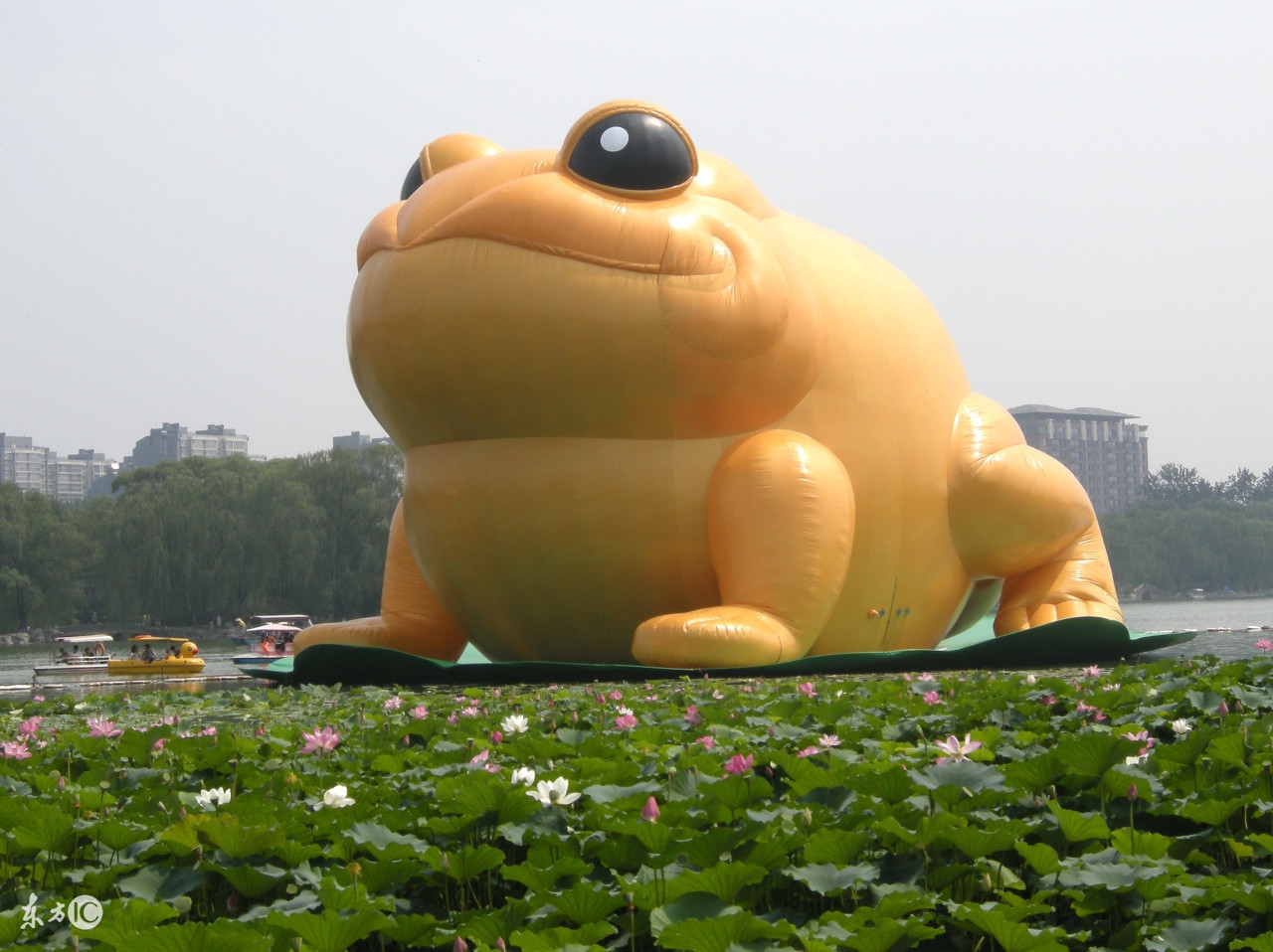 门口金蟾招财怎么摆放,店面摆放招财金蟾位置