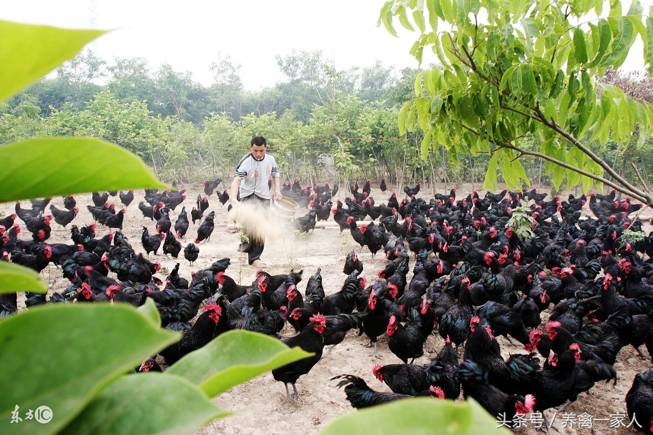 养鸡怎样防止鸡啄尾,养鸡头歪是什么原因