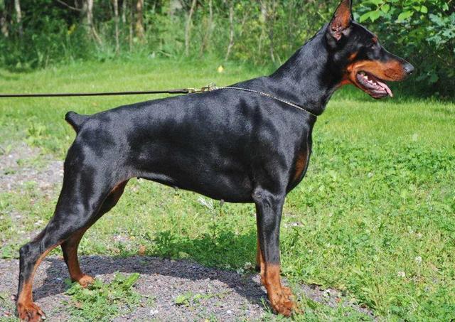 杜宾犬日常养护,关于新手养杜宾犬的详细问题解答