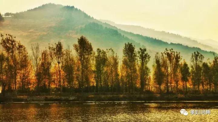 博山区银杏树,博山源泉淄博二中