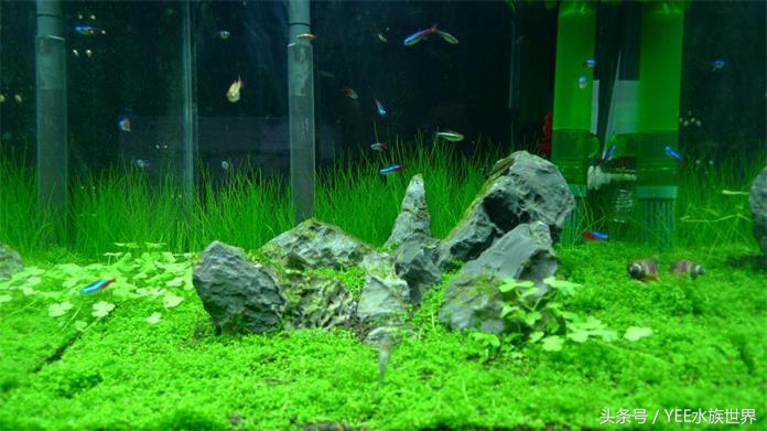 水草长不好什么原因,水草长得不好还长绿藻是怎么回事
