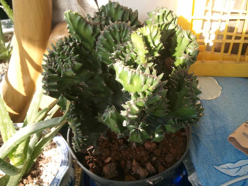 麒麟掌的毒性和危害,麒麟掌的汁液有没有毒素