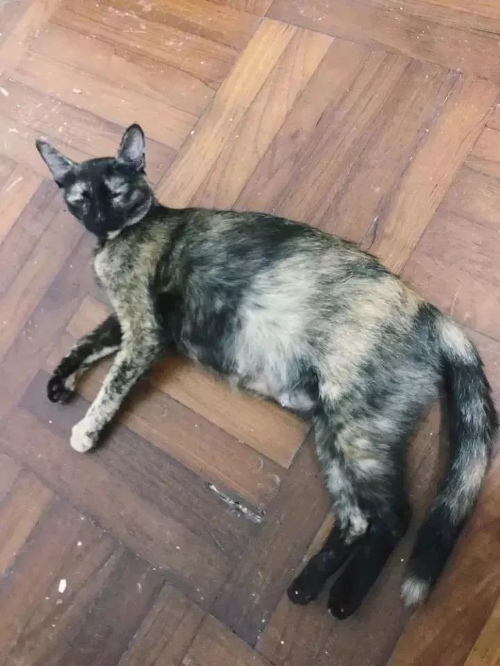 玳瑁猫最丑的猫,玳瑁猫长得好凶