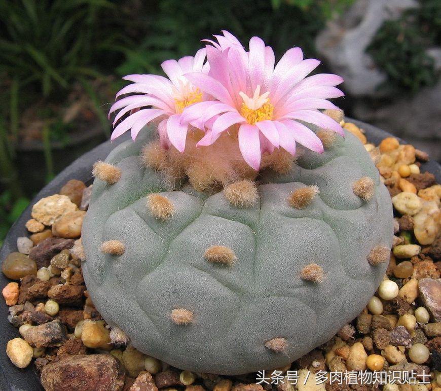 国外买多肉植物要小心了!这几点都是代购的坑