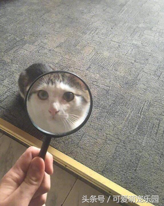 头冷捂头脚冷捂脚，前提是必须经过喵星人同意！