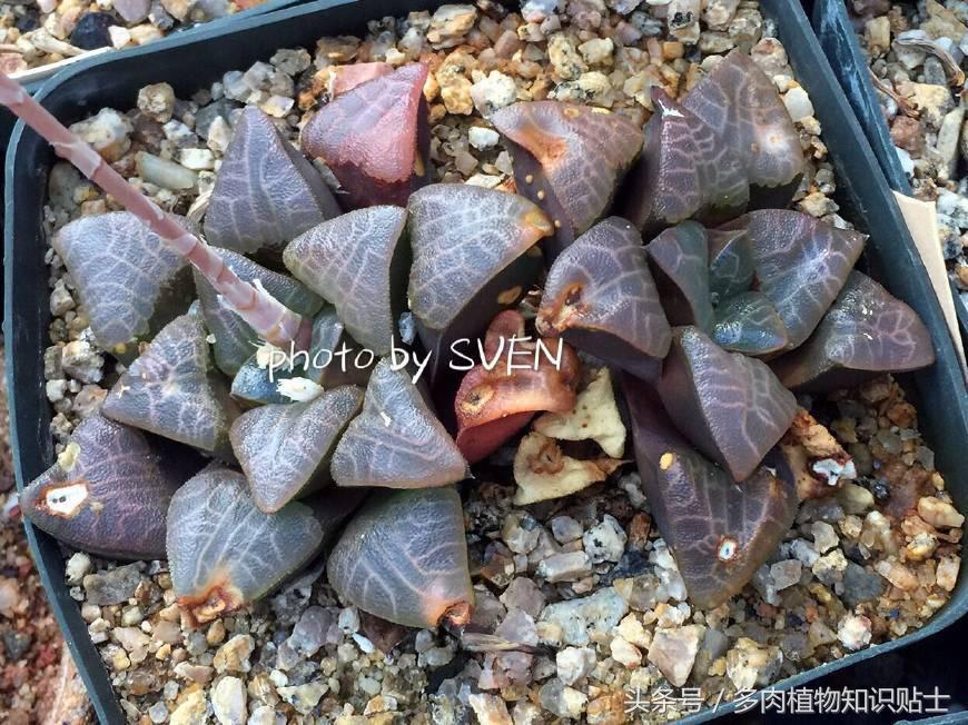 国外买植物,在外面买植物几块钱一盆多肉好