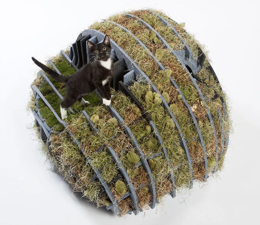 大爱!为这些百变多样的猫屋打call