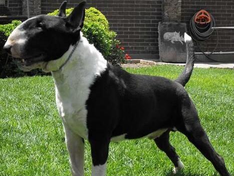 牛头梗气味重吗,牛头梗掉毛体味严重